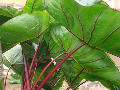 Colocasia Hawaiian Punch &#8211; planthaven can use