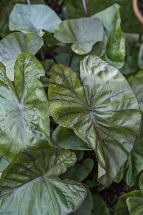 Colocasia KonaCoffee -planthavn can use