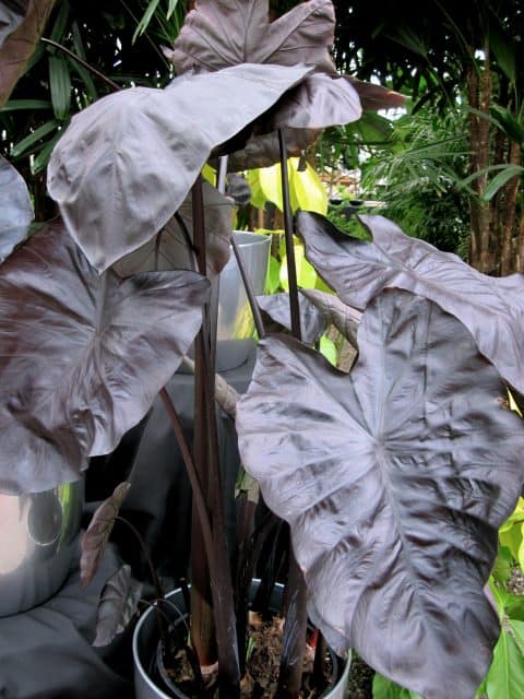 Colocasia black coral (plant haven) can use