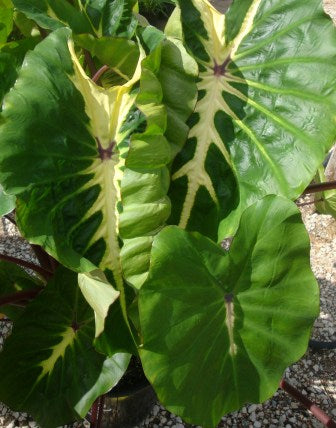 ColocasiaWhiteLava &#8211; planthaven can use
