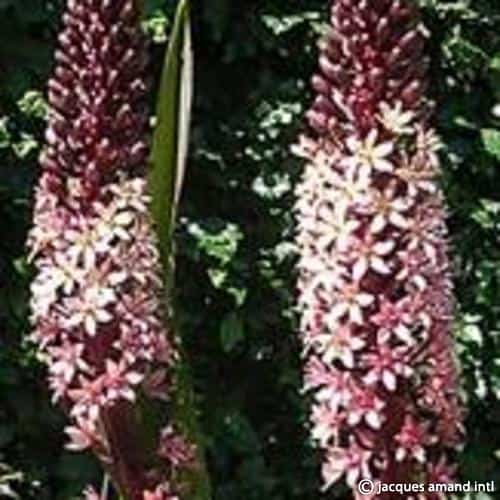 Comosa-Sparkling-Burgundy