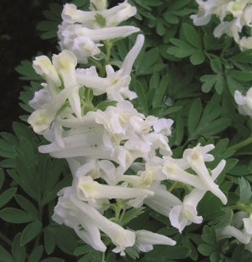 Corydalis White Knight Web sq