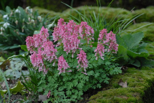 Corydallis Beth Evans_0409
