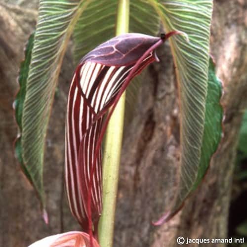 Costatum