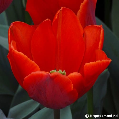 Couleur-Cardinal