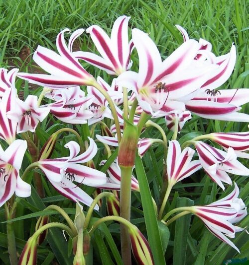 Crinum Cintho CSW
