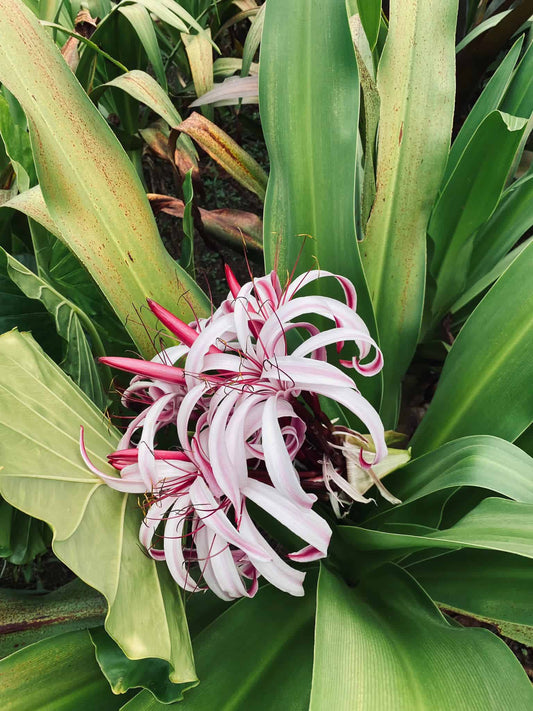 Crinum asiaticum