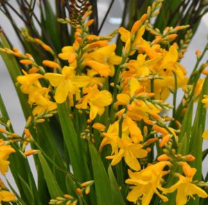 Crocosmia Buttercups