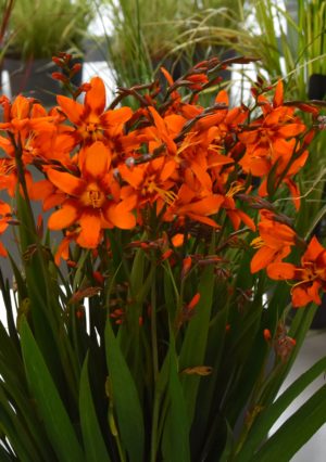 Crocosmia Emily Mckensie_6764 (5)