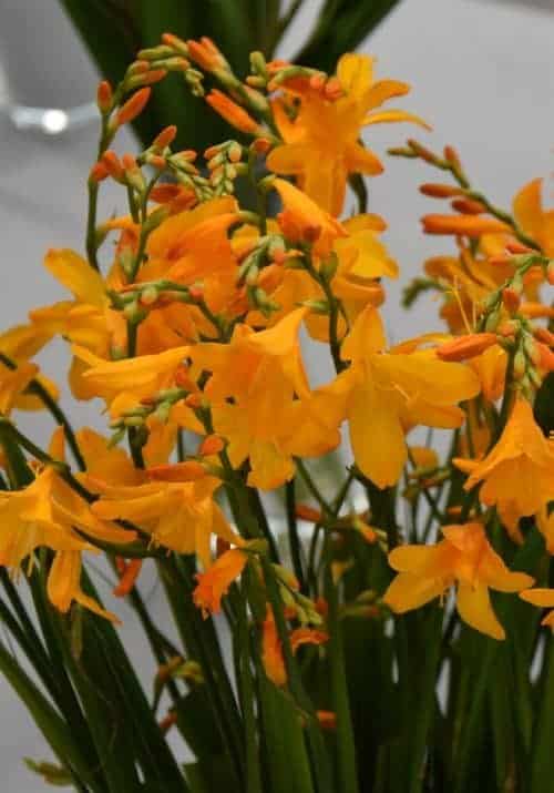 Crocosmia John Boots_6770 (3)