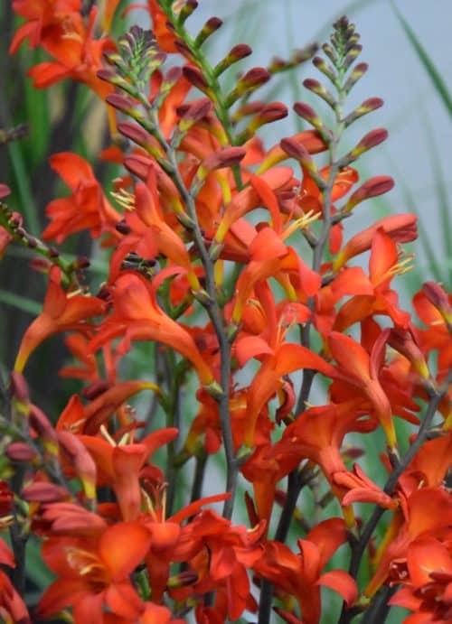 Crocosmia Karin_6678 (1)