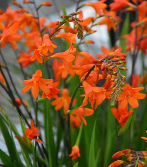 Crocosmia Lady Ann_6697 (1)