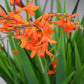 Crocosmia Lady Ann_6697 (2)