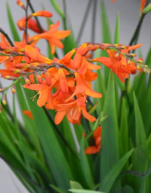 Crocosmia Lady Ann_6697 (2)