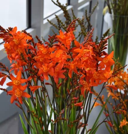 Crocosmia Prince of Orange_6734 (1) web