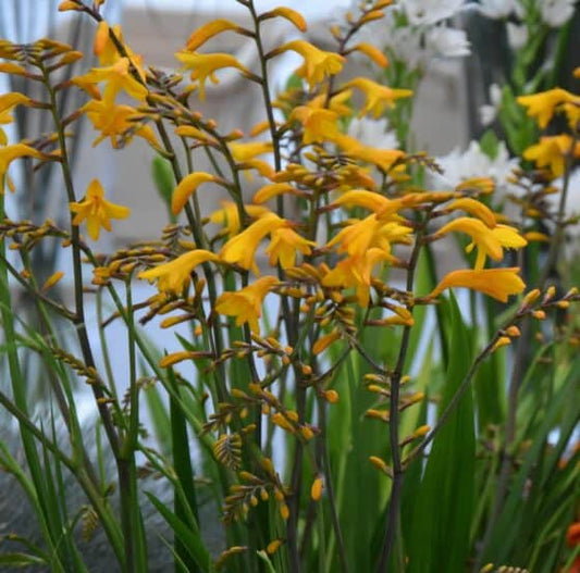 Crocosmia Yellow Emberglow_6714 (2)web
