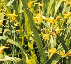Crocosmia voyager