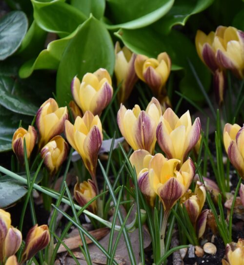 Crocus Advance_5548
