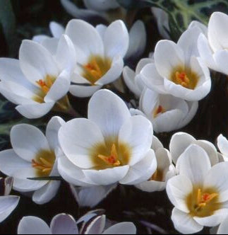 Crocus Ard Schenk_4584 (7)