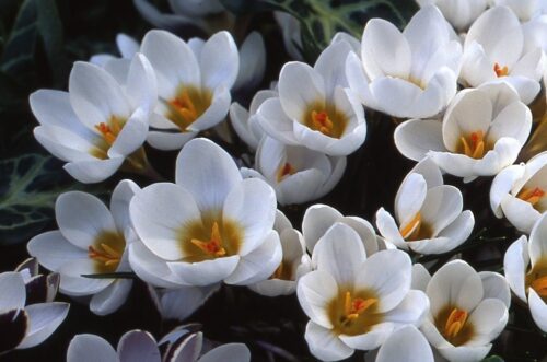 Crocus Ard Schenk_4584 (7)