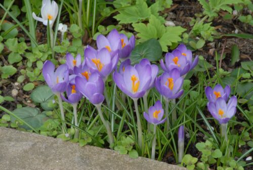 Crocus Barrs Purple