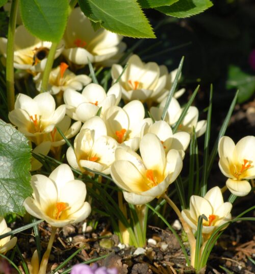 Crocus Cream Beauty_0353 (1)