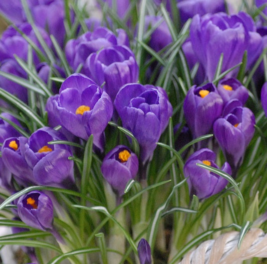 Crocus Flower Record_0869