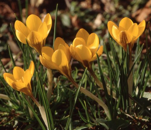 Crocus Gipsy Girl-953