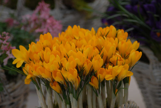Crocus Golden Yellow