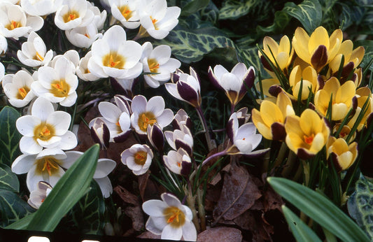 Crocus Herald, Ladykiller, Ardschenk-0475
