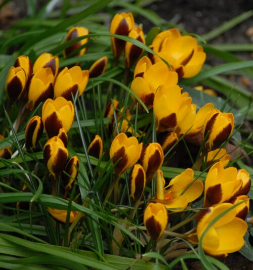 Crocus Herald_0563 (1)