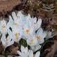 Crocus Jeanne D&#8217; Arc