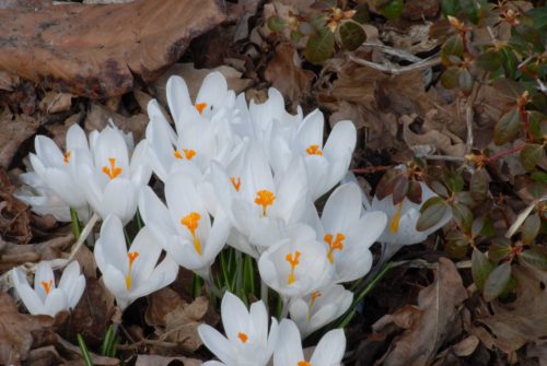 Crocus Jeanne D&#8217; Arc