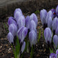 Crocus Pickwick