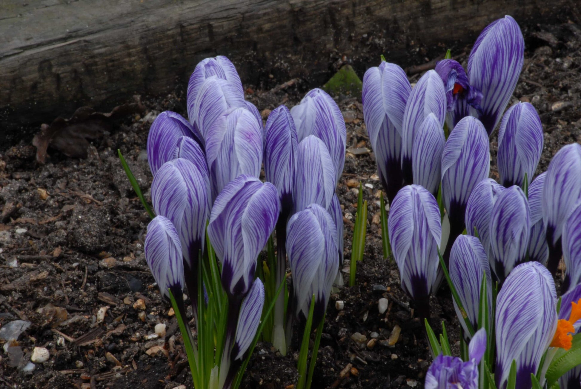 Crocus Pickwick