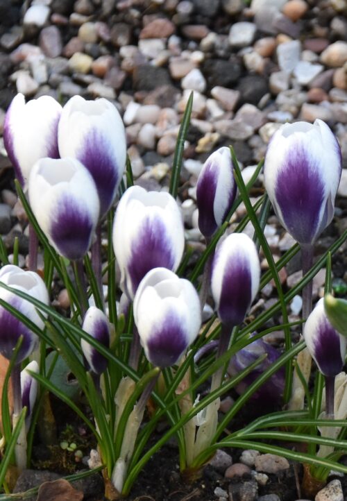 Crocus Prins Claus-White Magnolias Feb 2018_9027 (8)