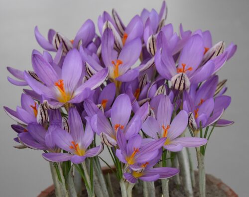 Crocus imperati de Jager_8523 (3)