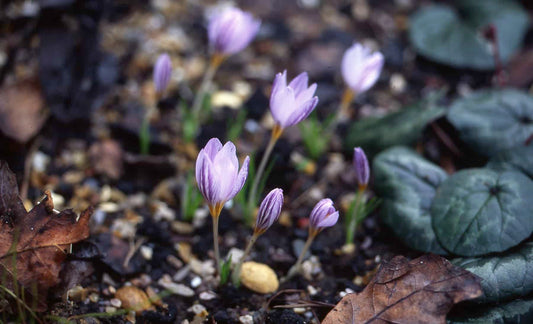 Crocus leavigatus fontenayi