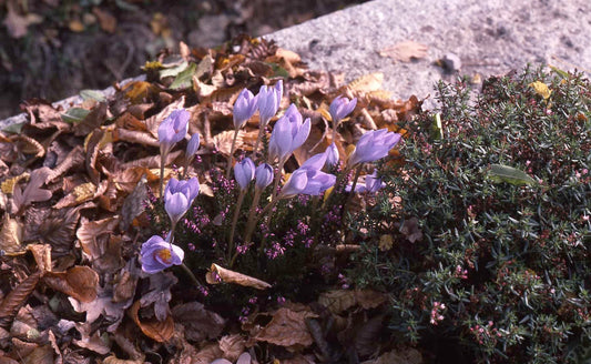 Crocus medius