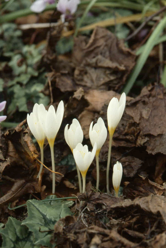 Crocus ochroleucus