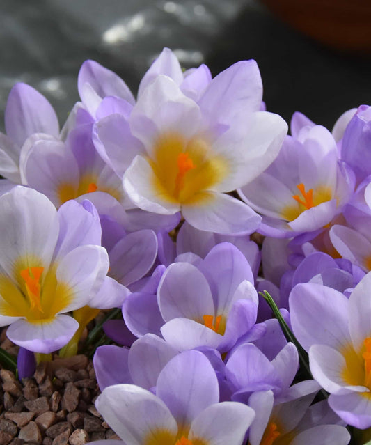Crocus sieberi Firefly