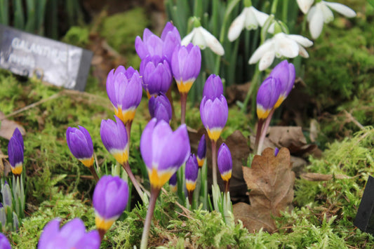 Crocus sieberi tricolor