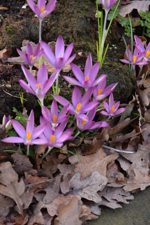 Crocus tomassinianus Roseus_5096