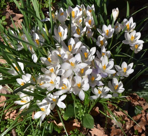 Crocus tommasinianus Albus_5184 (2)