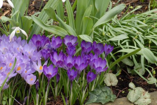 Crocus tommasinianus Ruby Giant