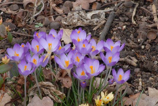 Crocus tommasinianus Whitewell Purple