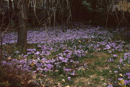 Crocus tommasinianus