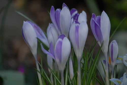 Crocus vernus Vanguard