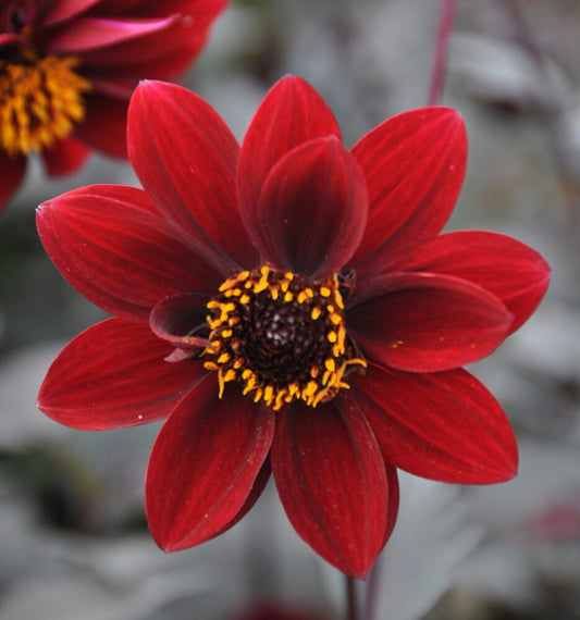 Crushed Crimson (st)