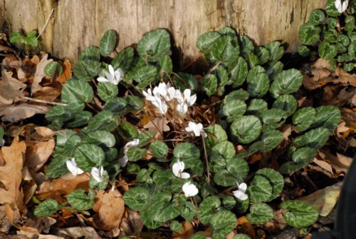 Cyclamen cilicium Album